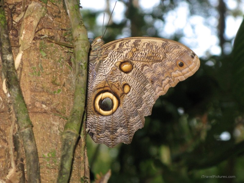 Sirena butterfly